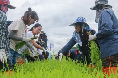 10 同学们认真准备水稻栽培课程