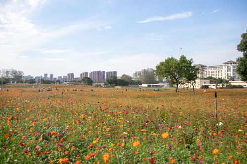 五色花海【学通社记者 袁千然 摄】_